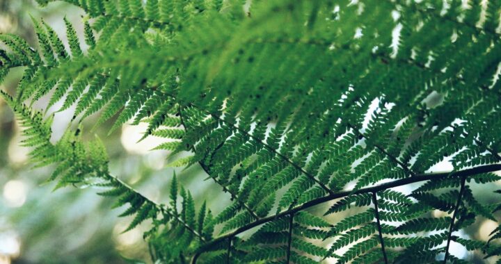 The Beauty of Plumosa Ferns: A Guide to Growing and Caring for These Delicate Plants