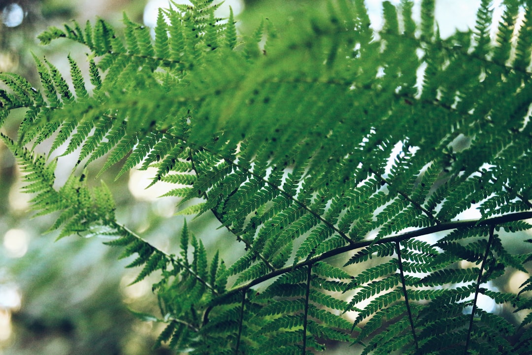 Photo Plumosa fern: Greenery, Ferns